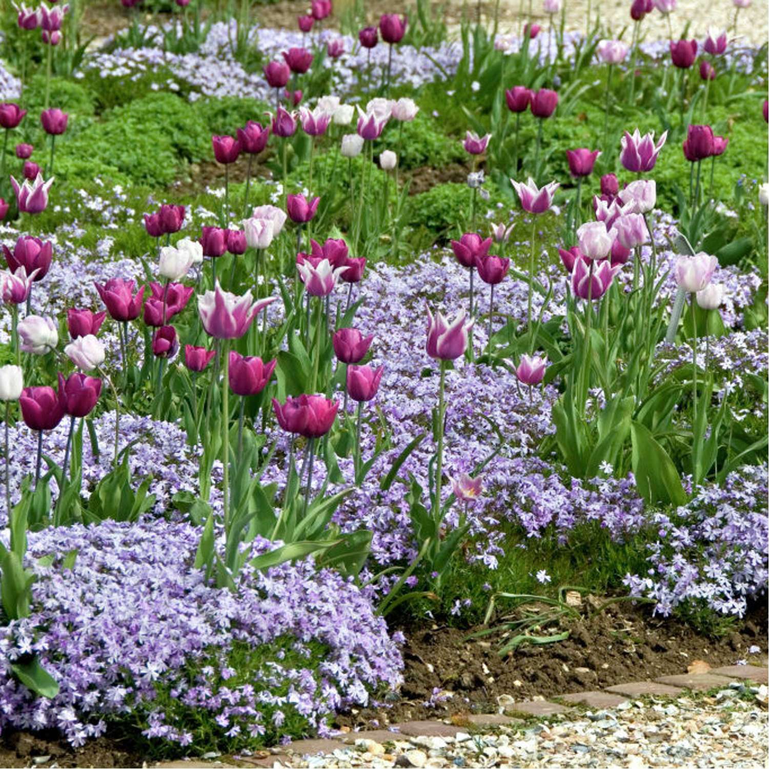Sammalleimu 'Emerald Cushion Blue' (Phlox subulata)